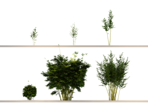  竹子 文竹 竹林 竹竿3d模型 