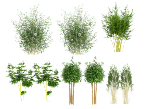  竹子 紫竹 斑竹 罗汉竹3d模型 