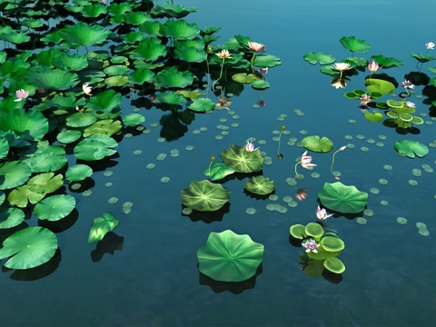  现代荷花荷叶3d模型 