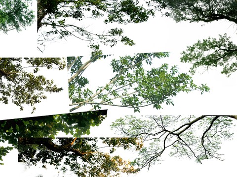  现代挂角树景观树psd 