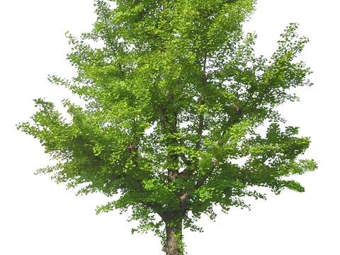  现代银杏树景观psd 