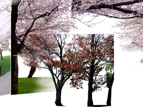  现代挂角树景观树psd 