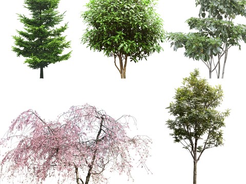  绿植 景观树 街道树 樱花树psd 