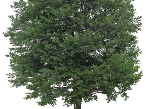  现代绿植树木psd 