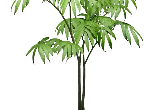  现代绿植盆栽psd 