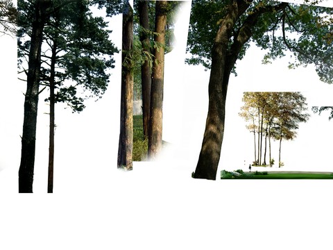  现代挂角树景观树psd 