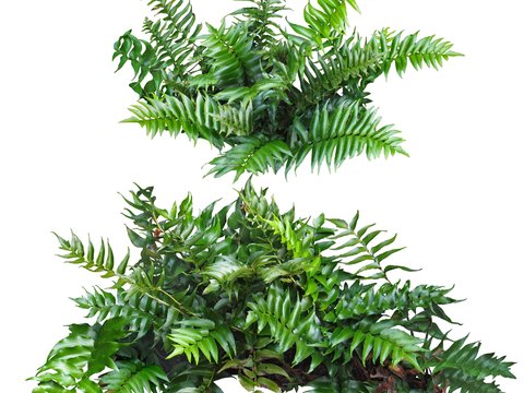  现代灌木绿篱3d模型 