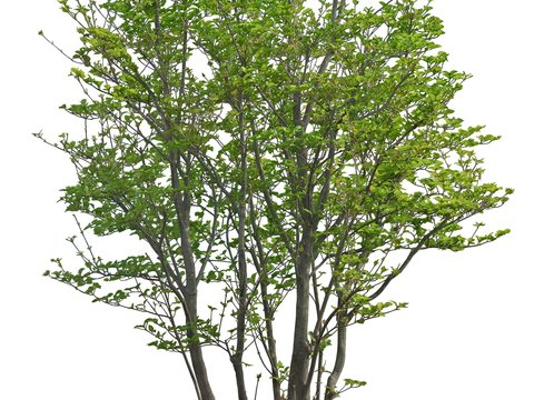  现代绿植树木psd 