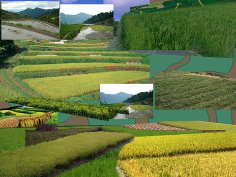  现代草坪稻田psd 