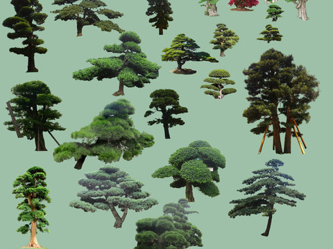  现代松树景观树大树psd 