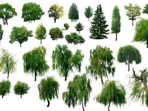  现代柳树景观树psd 