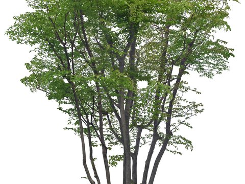  现代绿植树木psd 