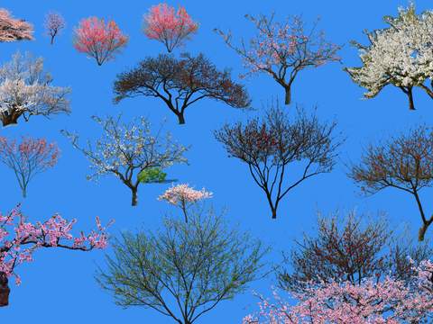  桃花树木psd 