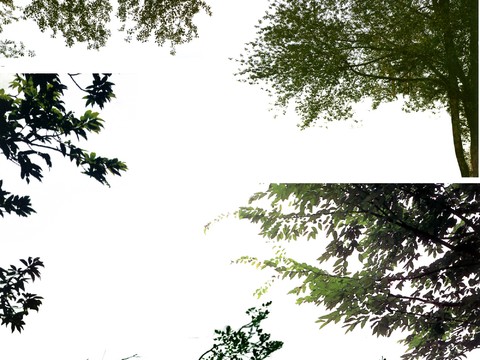  现代挂角树景观树psd 