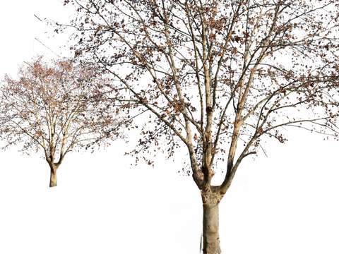  现代枯树树木景观树psd 