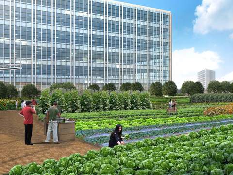  现代菜园菜地景观psd 