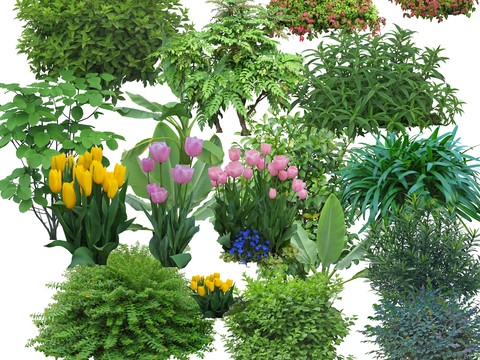  大叶植物 郁金香psd 