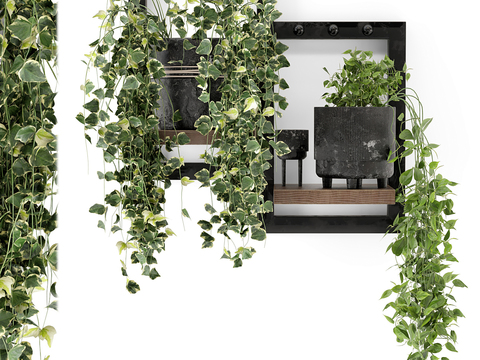  绿萝盆栽 吊篮3d模型 