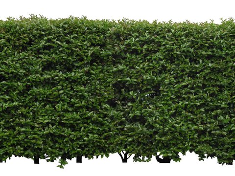  现代山茶花篱笆灌木psd 