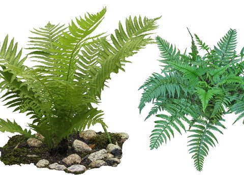  现代灌木绿篱psd 