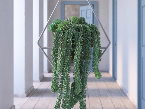  翡翠珠 吊篮 悬挂盆栽3d模型 