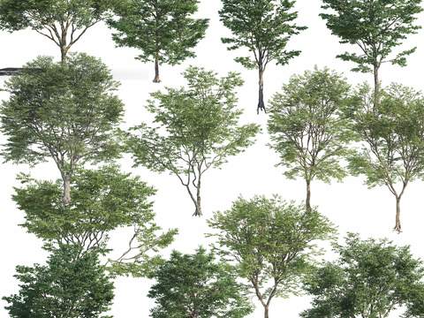  现代绿植树木psd 