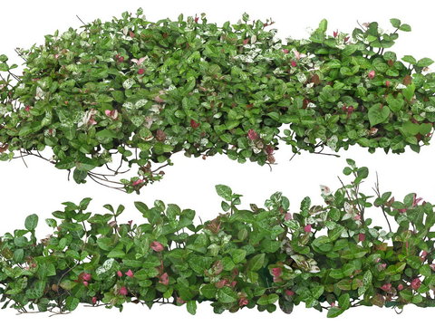  花叶络石绿植植物psd 