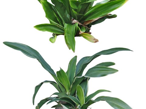  现代灌木绿植植物psd 