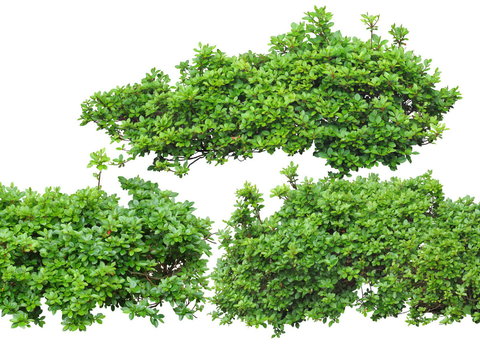  杜鹃花灌木植物psd 