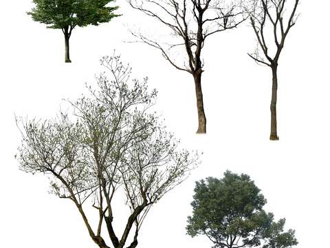  现代枯树树木景观树psd 