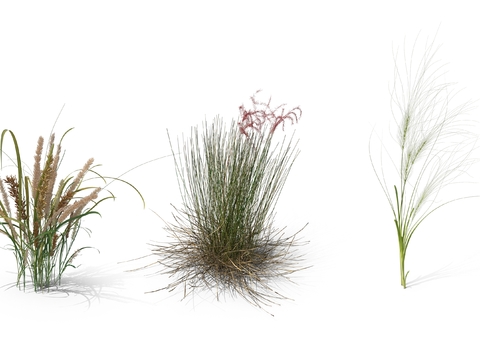  麦穗 枯草 草丛psd 