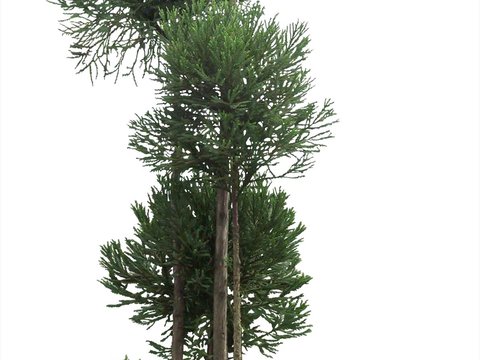  现代绿植树木psd 