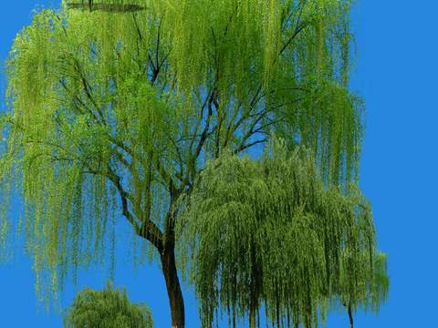  现代柳树景观树psd 