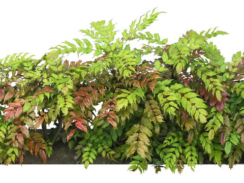  柊南天灌木植物psd 