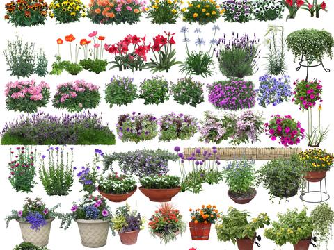  鲜花盆栽 盆景 灌木丛 花草PSD模型 