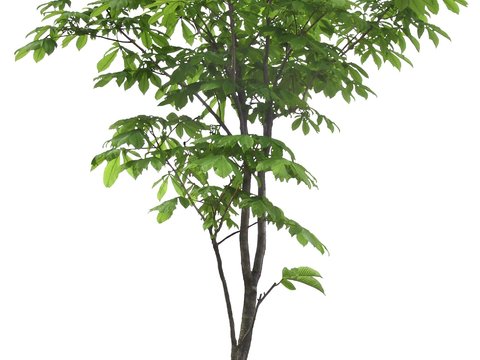  榉树 大树 景观树psd 