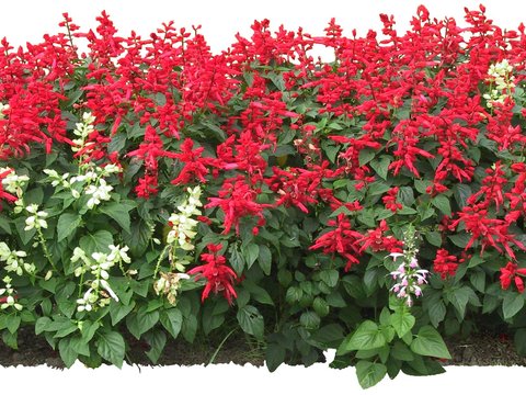  现代花草灌木丛psd 