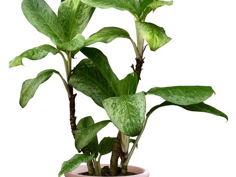  现代绿植盆栽psd 