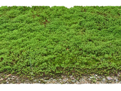  现代佛甲草绿植植物psd 