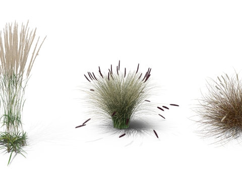  芦苇草 枯草 草丛psd 