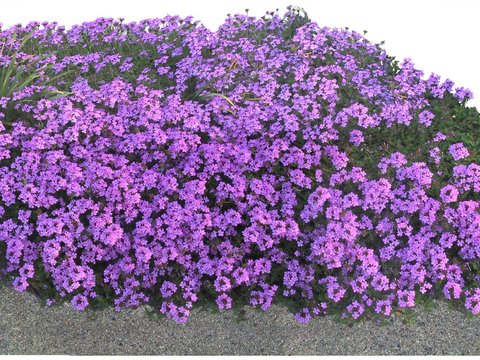  现代薰衣草花卉植物psd 