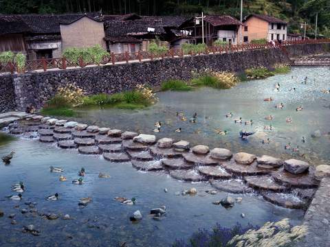  现代河道鸭子鸭群psd 