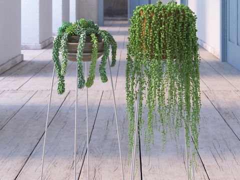  翡翠珠 吊篮 悬挂盆栽3d模型 