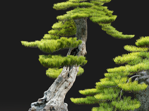  松树 盆栽 盆景3d模型 