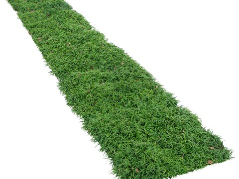  现代灌木绿植植物psd 