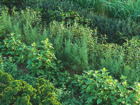  菜园 菜地 花草3d模型 