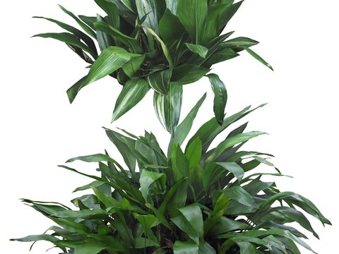  现代灌木绿植植物psd 