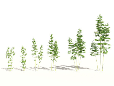  现代绿植竹子组合3d模型 