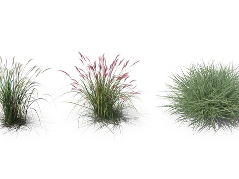  芦苇草 枯草 草丛psd 