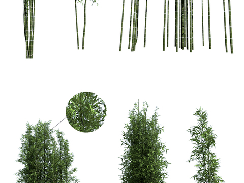  竹子 富贵竹 景观竹3d模型 